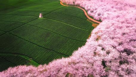 Spring cherry blossom wallpaper