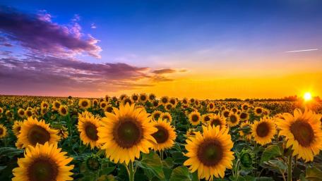 Sunflowers in the sunrise wallpaper