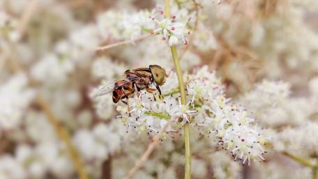 The bee wallpaper