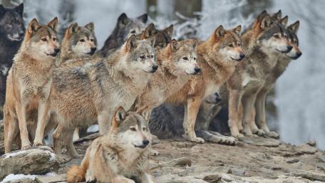 Pack of wolves wallpaper
