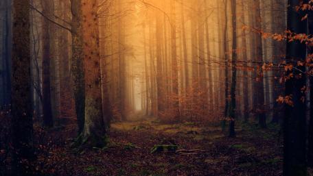 Enchanted fall forest wallpaper