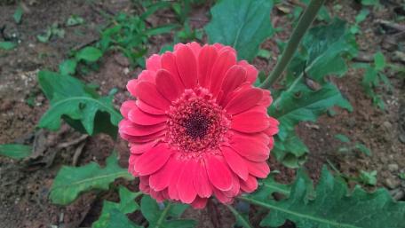 Gerberas wallpaper