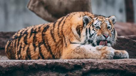 Tiger in the zoo wallpaper