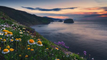 Flowery seashore wallpaper