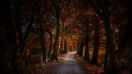 Tree lane at fall wallpaper