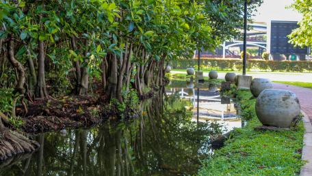 Mangroves in Diyatha Uyana, Sri Lanka wallpaper