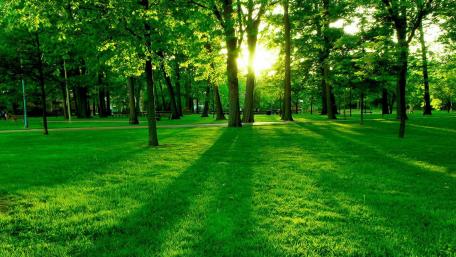 Forest early morning wallpaper