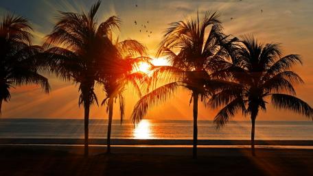 Sun Beach and Coconut wallpaper