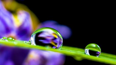 Water drops on a leaf wallpaper