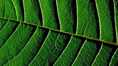 Veins in a leaf wallpaper