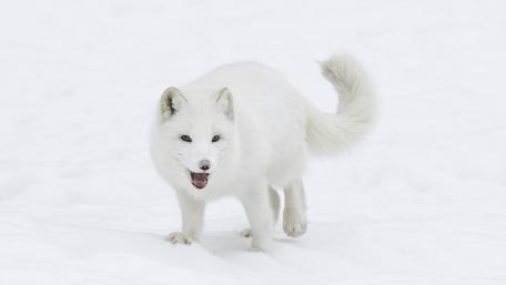 Arctic Fox Braving the Snow wallpaper