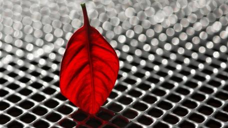 Poinsettia Red Leaf wallpaper