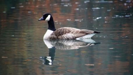 The last goose at the lake wallpaper