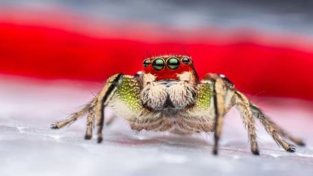 Spider eyes wallpaper