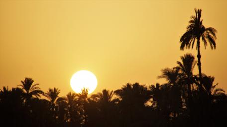 Golden Hour Bliss with Palm Silhouettes wallpaper