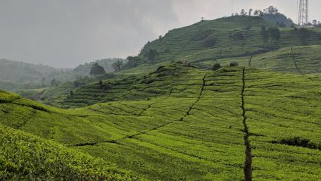 Tea plantation wallpaper