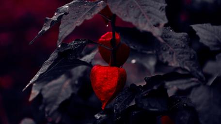 Dark mode wallpaper