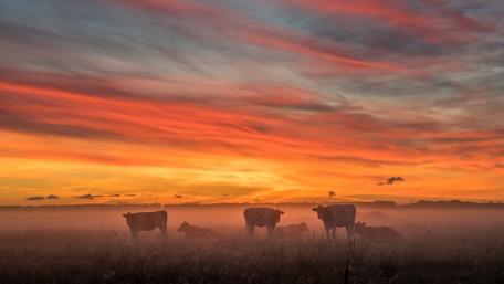 Cow herd in the morning fog wallpaper
