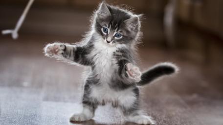 Cute kitten wallpaper