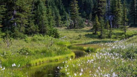 Peaceful Creek Through Lush Greenery wallpaper