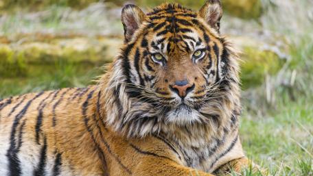 Beautiful tiger wallpaper