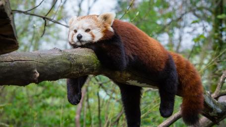 Funny Red panda wallpaper