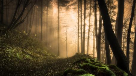 Enchanted Forest Trail wallpaper