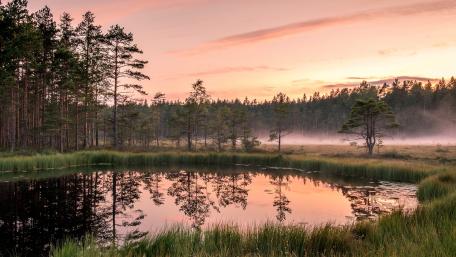 Serene Wetland Morning Reflection wallpaper