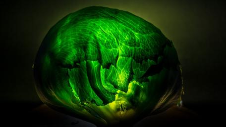 Cabbage design shape wallpaper