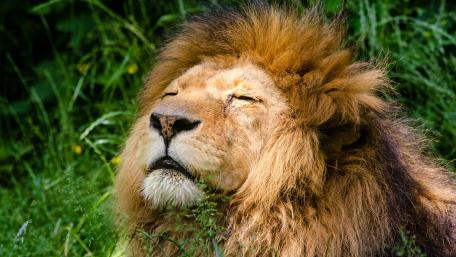 Closed eyed lion wallpaper