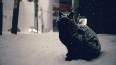 Black Cat in the Snowy Twilight wallpaper