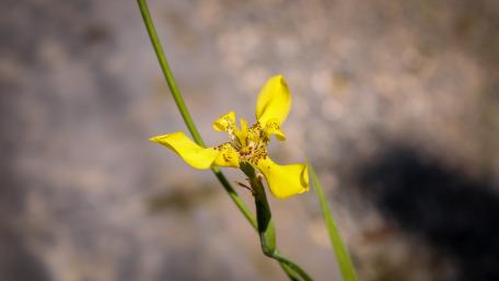 Yellow Orchids from Sri Lanka wallpaper