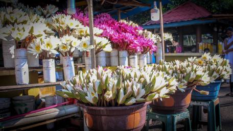 Flower Shop, Kelaniya wallpaper