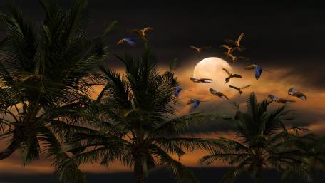 Parrots in the moonlight wallpaper