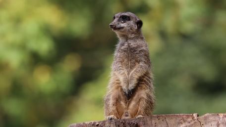 The guard meerkat wallpaper