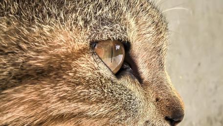 Cat wallpaper