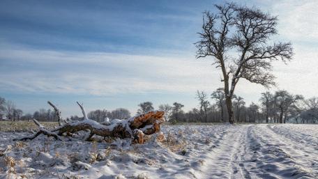 Winterwonderland wallpaper