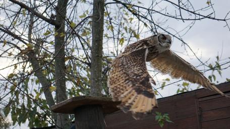 Majestic Owl in Flight for Your Screen wallpaper