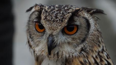 Majestic Owl in Detailed Close-up wallpaper