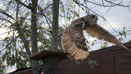 Majestic Owl in Flight Overhead wallpaper