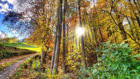 Path along the fall forest wallpaper