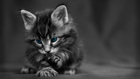 Cute blue-eyed catling wallpaper