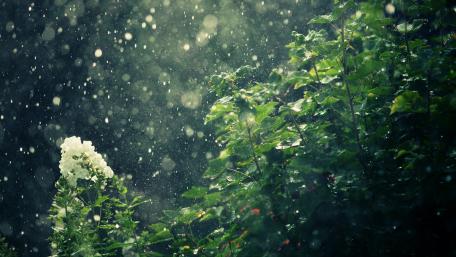 Rainy nature photo wallpaper