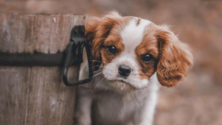 Cavalier King Charles Spaniel puppy wallpaper