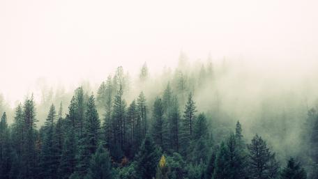 Foggy forest wallpaper