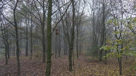 Mysterious Autumn Forest Light wallpaper