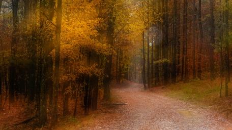 Autumn forest trail wallpaper