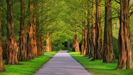 Green tree lane wallpaper