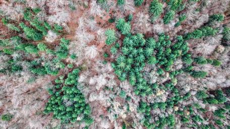 Winter forest wallpaper