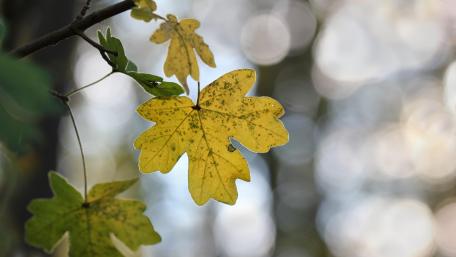Yellow leaf wallpaper